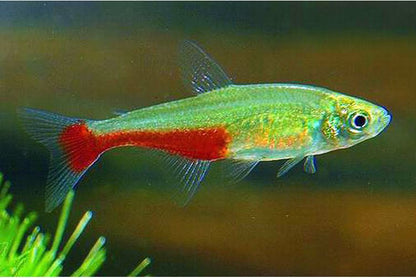 Green Fire Tetra (Aphyocharax rathbuni)