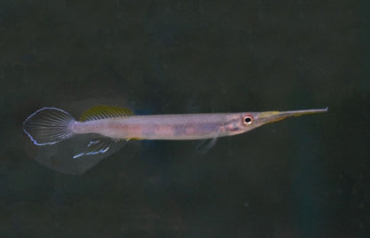 Forest Halfbeak (Hemirhamphodon pogonognathus) *WILD*