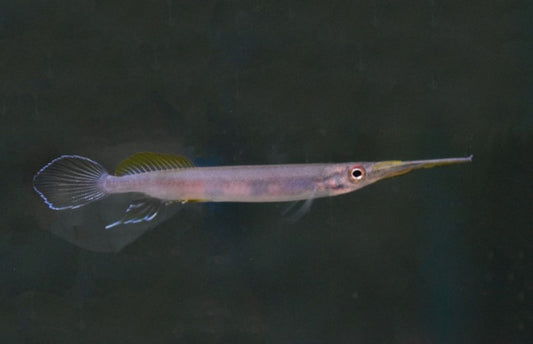 Forest Halfbeak (Hemirhamphodon pogonognathus) *WILD*