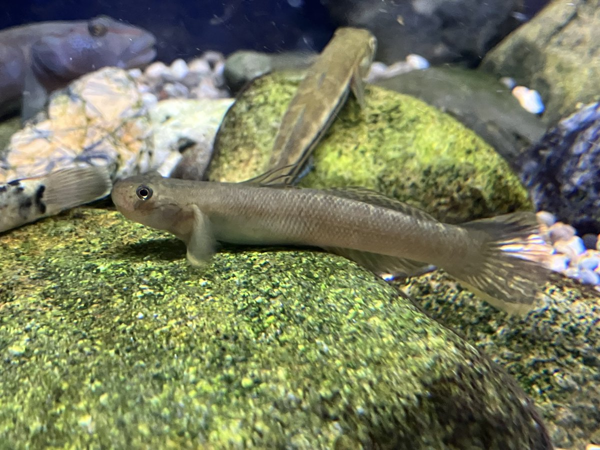 cleft‑lipped goby (Sicyopterus cynocephalus) * WILD * – Wildboar Fishroom