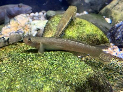 cleft‑lipped goby (Sicyopterus cynocephalus) * WILD *