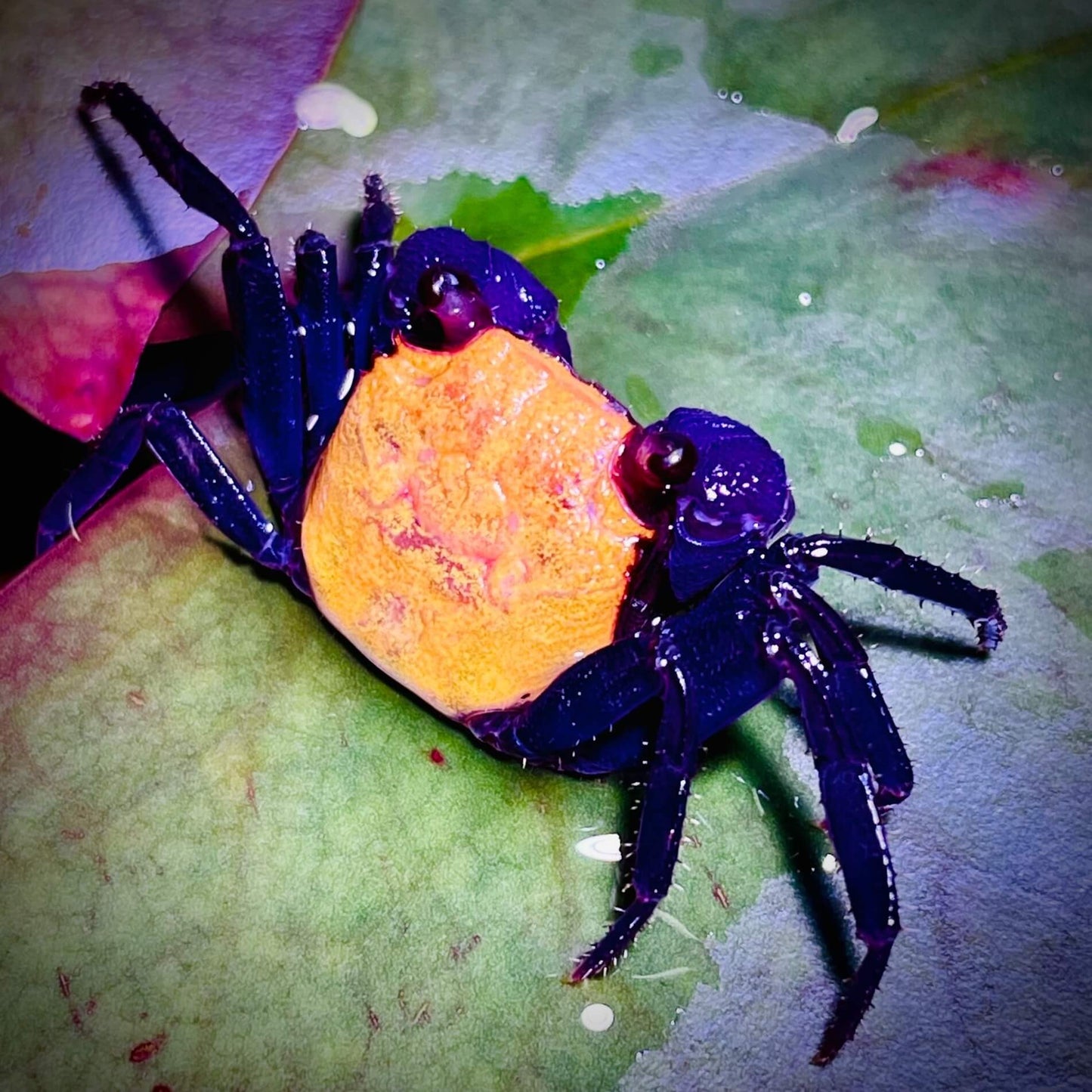 Halloween Vampire Crab (Geosesarma bicolor)