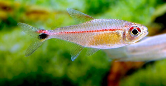 Red Eye Red Line Tetra (Hemigrammus rubrostriatus) * WILD *