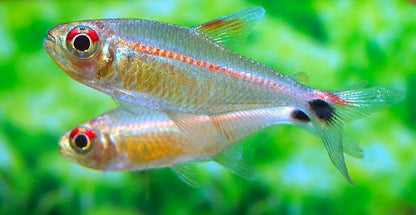 Red Eye Red Line Tetra (Hemigrammus rubrostriatus) * WILD *