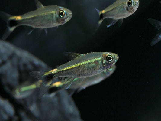 Costello Tetra (Hemigrammus hyanuary) * WILD *