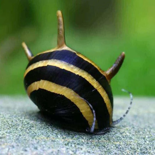 Horned Nerite Snail