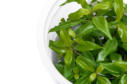 Hygrophila corymbosa siamemsis HYG21/113