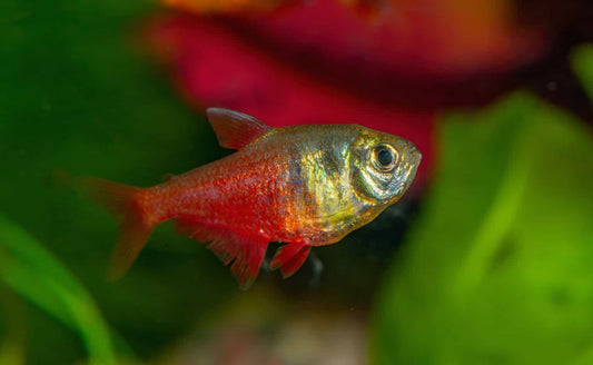 Flame tetra (Hyphessobrycon flammeus)