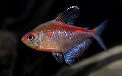 Flame back bleeding heart tetras