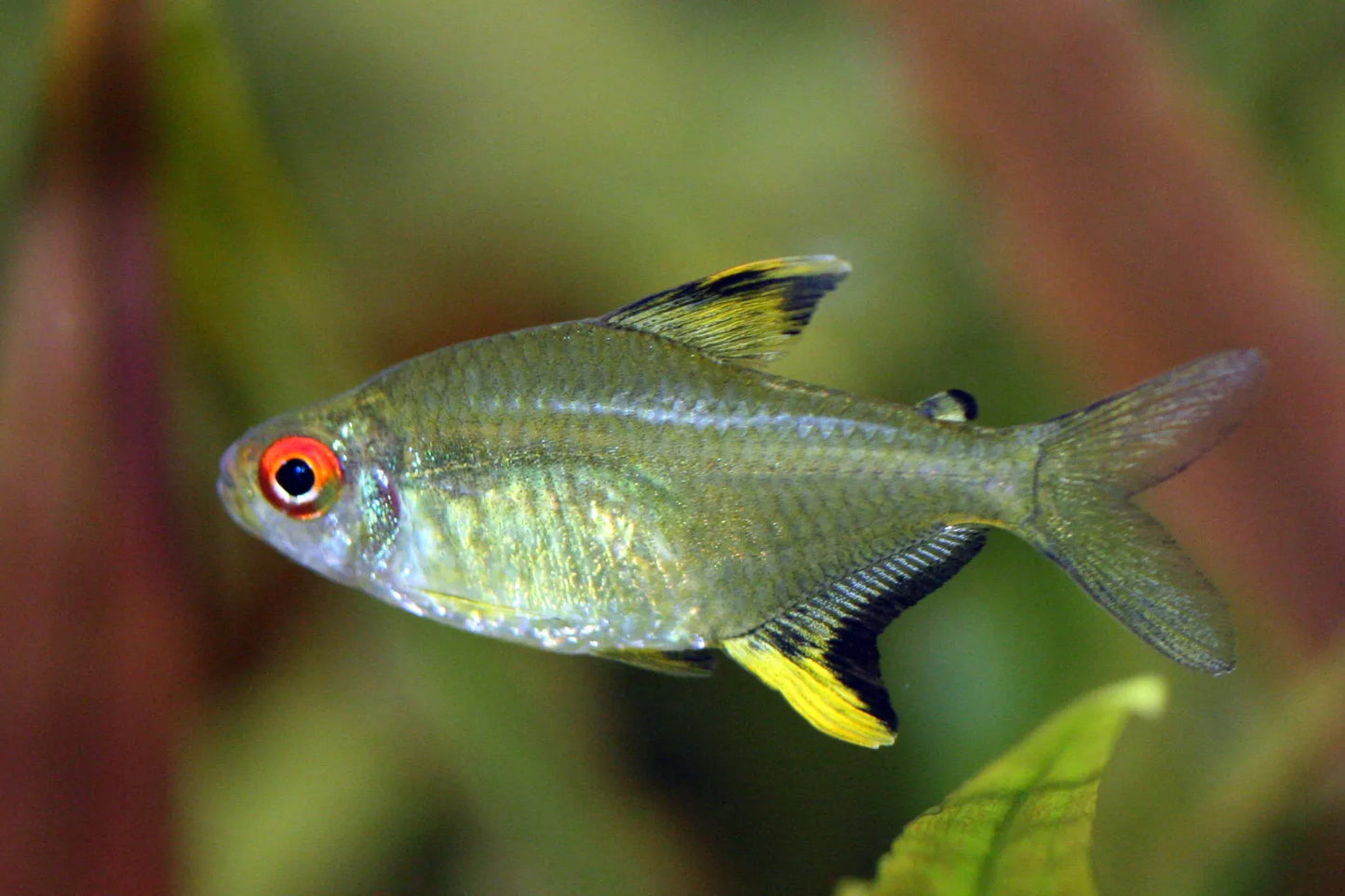 Lemon tetra (Hyphessobrycon pulchripinnis)