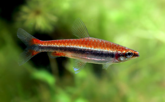 Golden pencilfish (Nannostomus Beckfordi Golden)