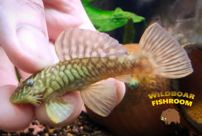 L56 (Chubby pleco)