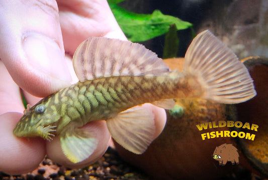 L56 (Chubby pleco)