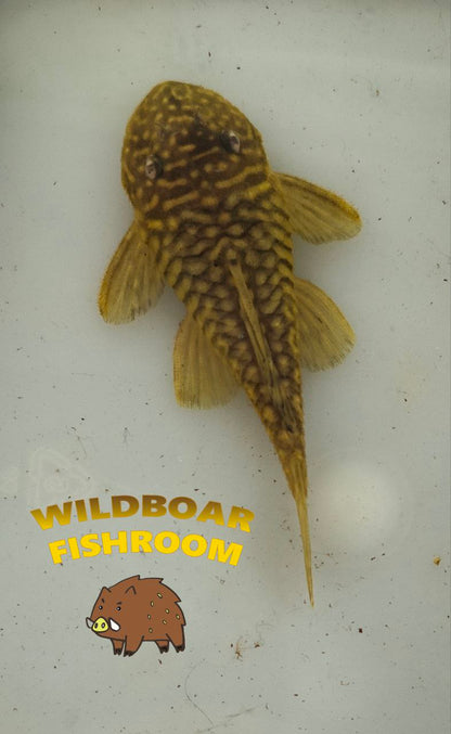 L56 (Chubby pleco)