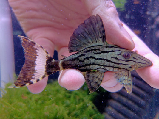 L191 pleco