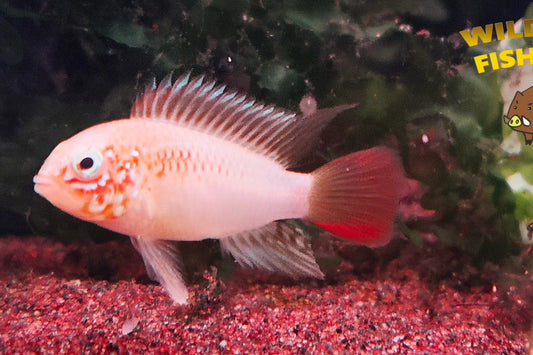 Apistogramma macmasteri gold