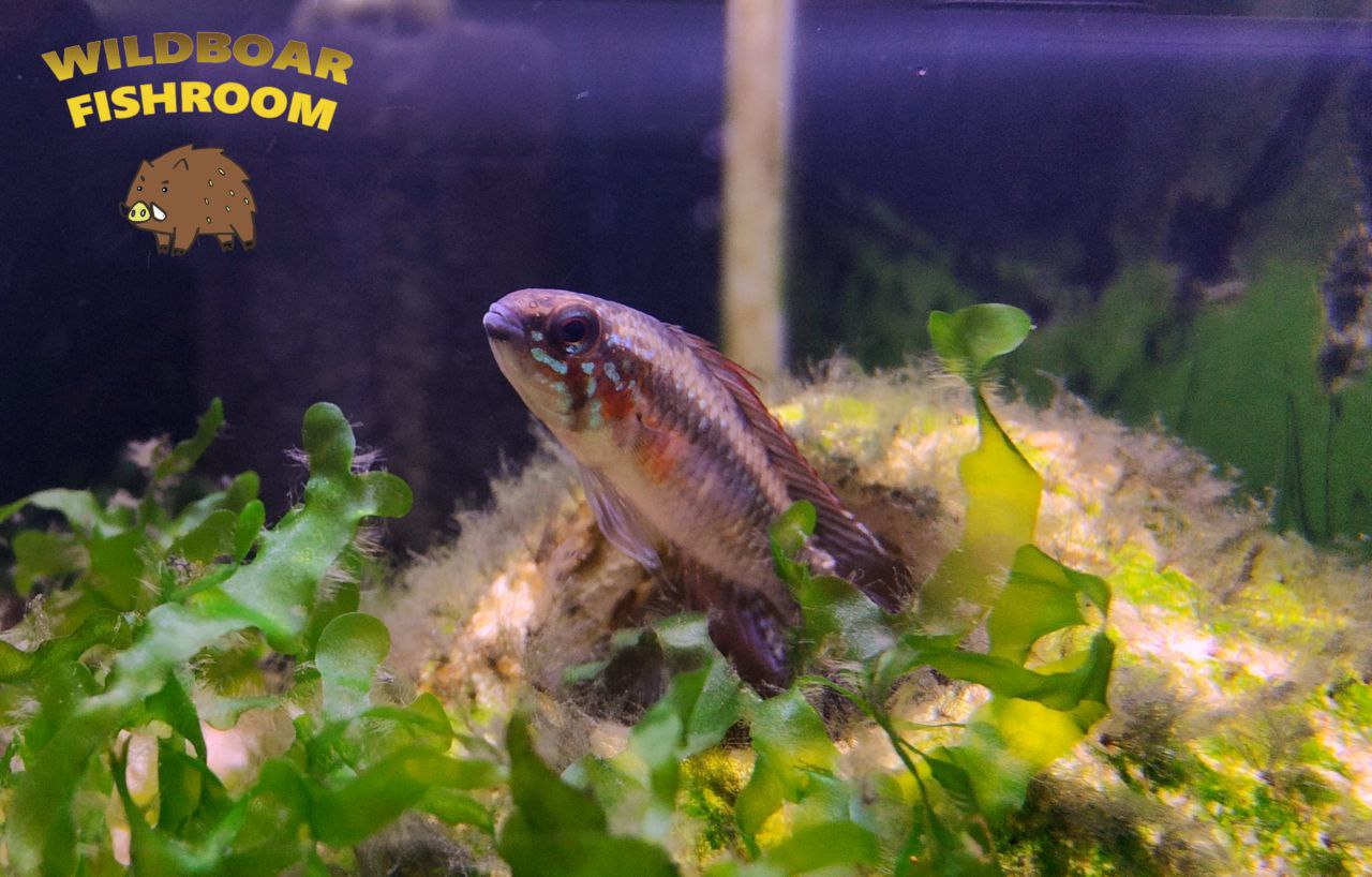 Apistogramma elizabethae