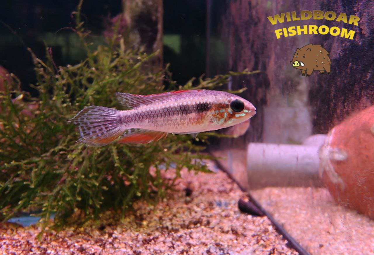 Apistogramma elizabethae
