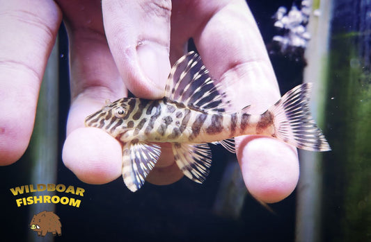 L134 (Leopard Frog pleco)