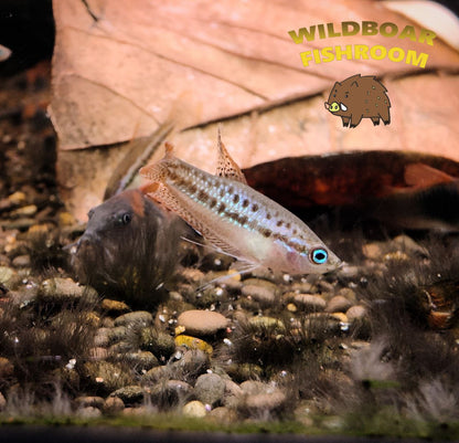 Sparkling gourami (Trichopsis pumila)