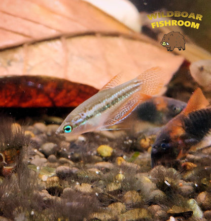 Sparkling gourami (Trichopsis pumila)