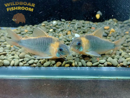 Corydoras eques
