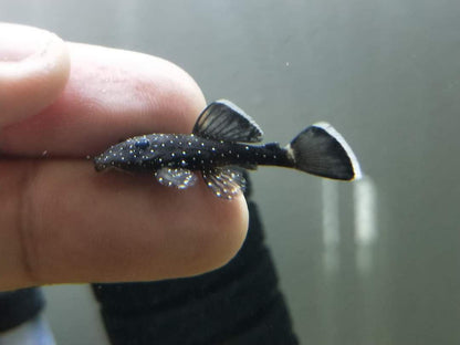 L183 pleco (starlight)
