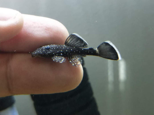 L183 pleco (starlight)