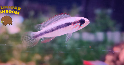 Apistogramma elizabethae