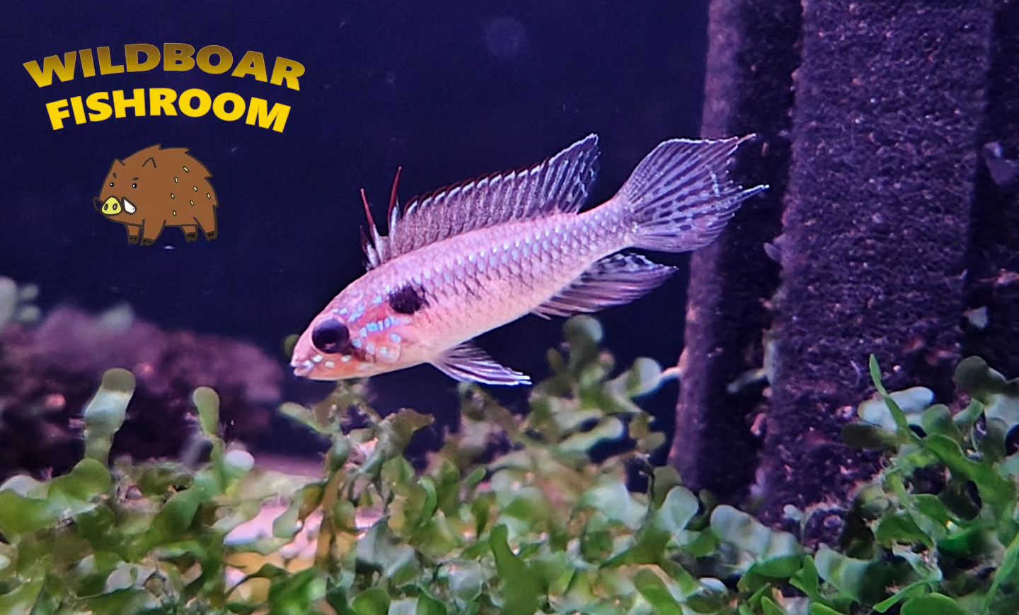 Apistogramma elizabethae