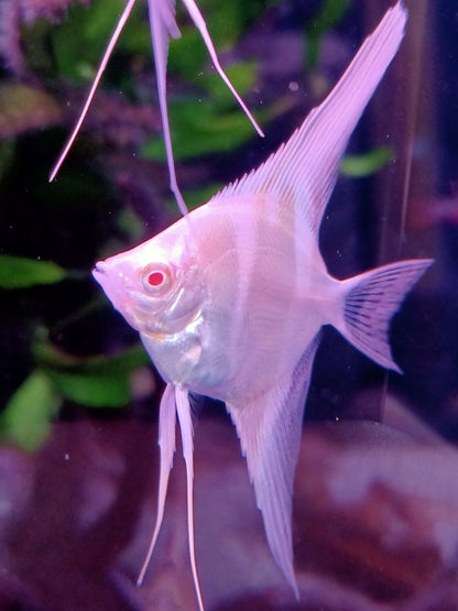 Albino dantum angelfish