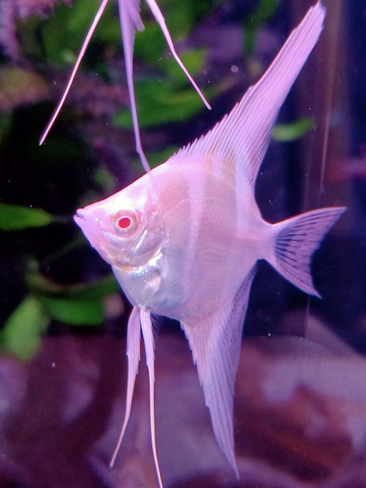 Albino dantum angelfish
