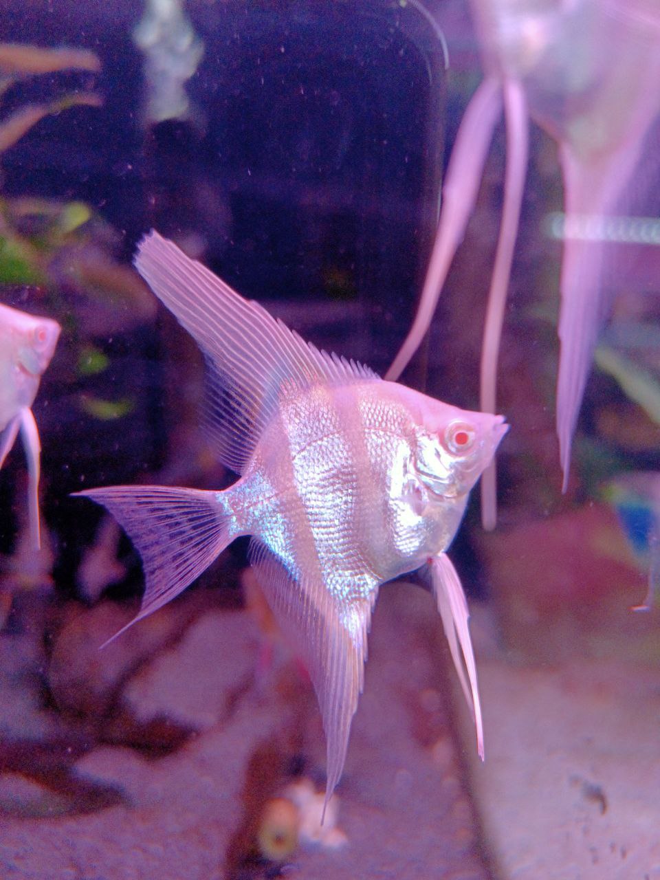 Albino dantum angelfish