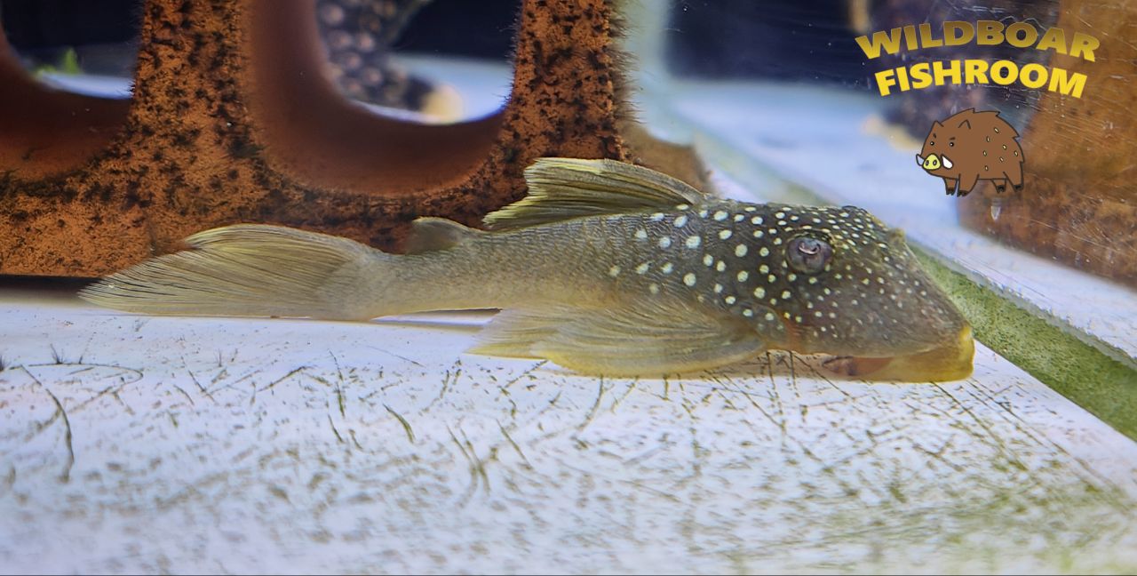 L200 Pleco