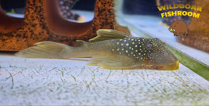 L200 Pleco