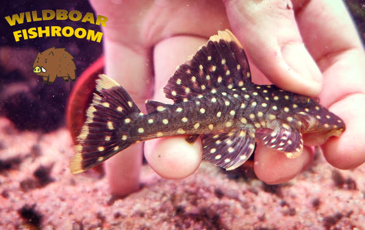 L177 pleco