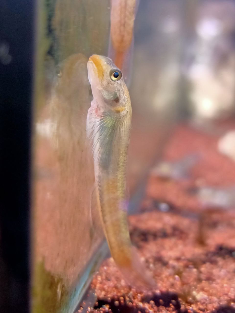 Ruby Red Goby RED LIPSTICK GOBY (Sicyopus Rubicundus) β Wildboar Fishroom