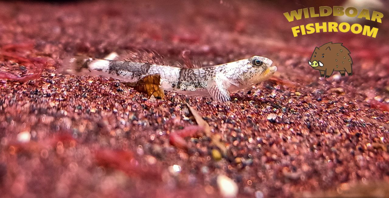 Dragon micro goby (Schismatogobius risdawatiae)