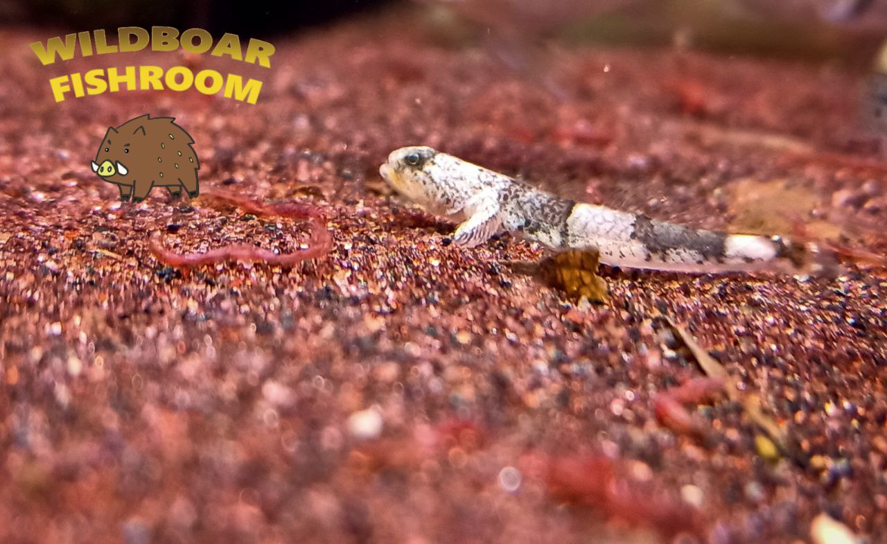 Dragon micro goby (Schismatogobius risdawatiae)