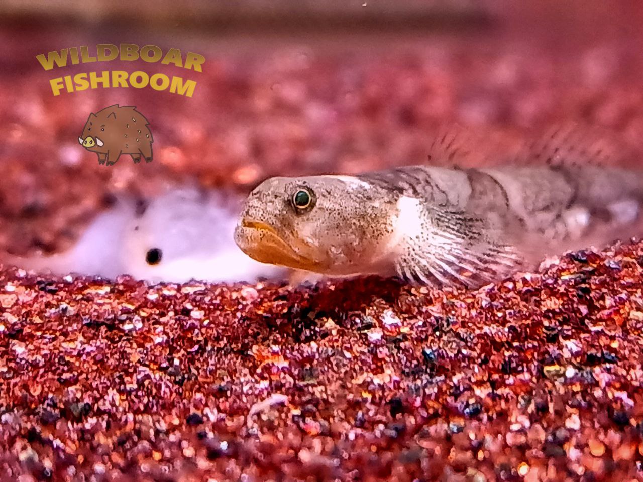 Dragon micro goby (Schismatogobius risdawatiae)