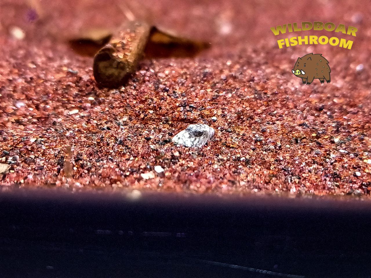 Dragon micro goby (Schismatogobius risdawatiae)