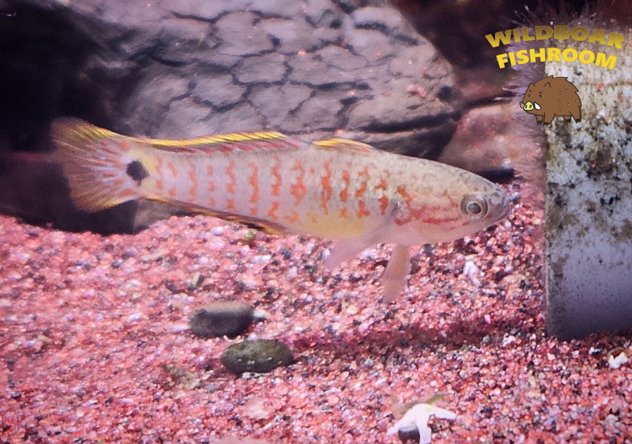 Peacock gudgeon