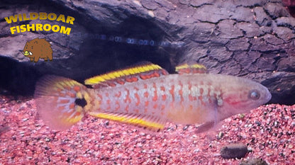 Peacock gudgeon