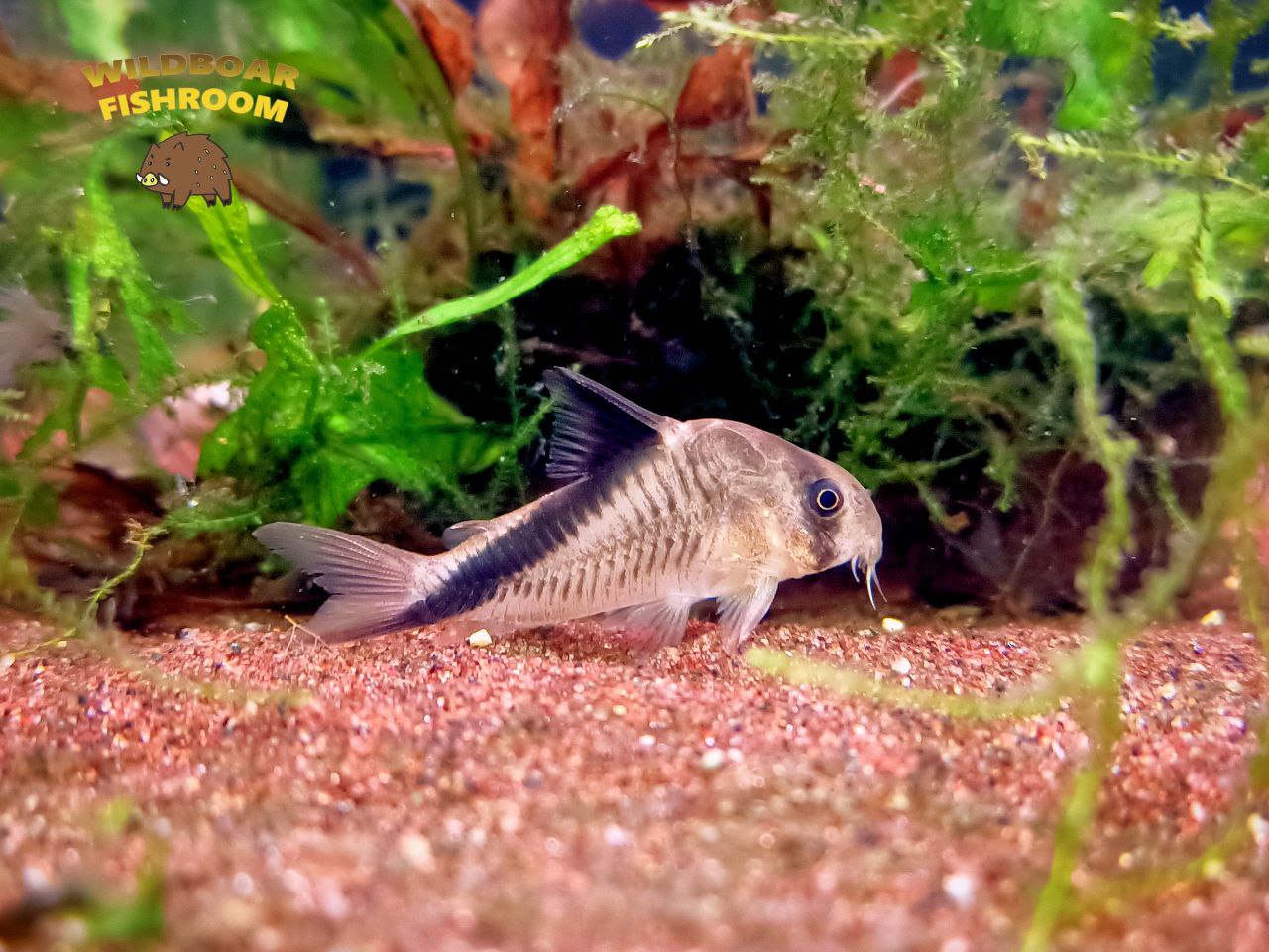 Corydoras melini