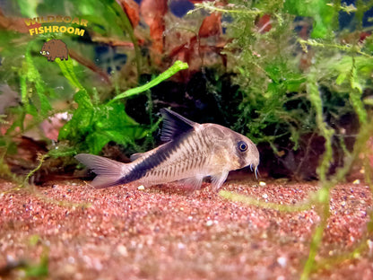 Corydoras melini