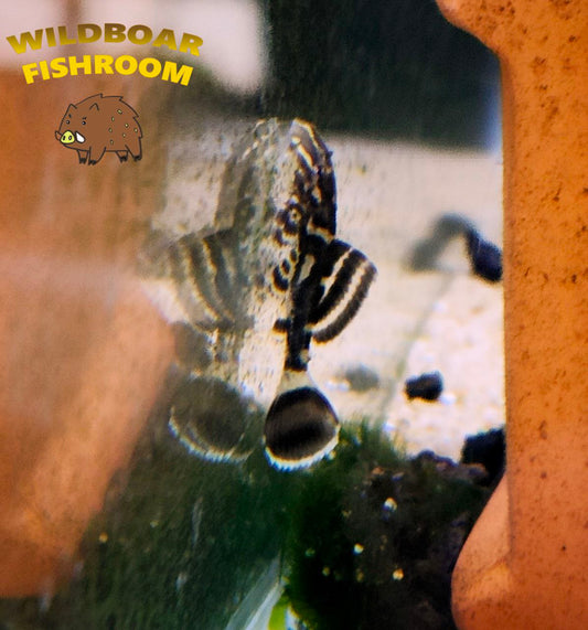 Pterygoplichthys sp "New Ranger"