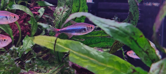 Bleeding Blue Tetra (Hyphessobrycon margitae)