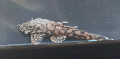 L519 (Ancistrus Honeycomb)