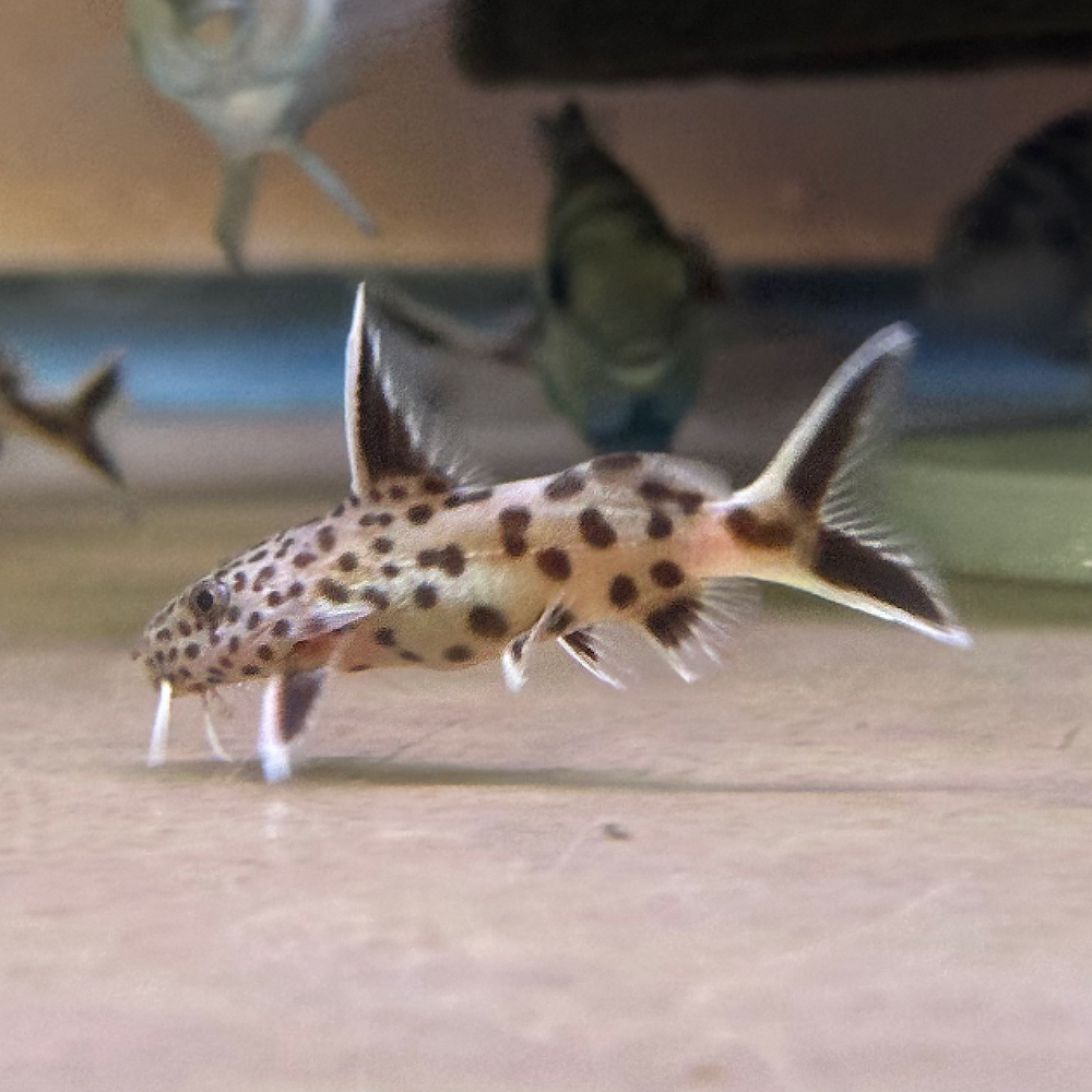 Cuckoo Catfish (Synodontis Petricola)
