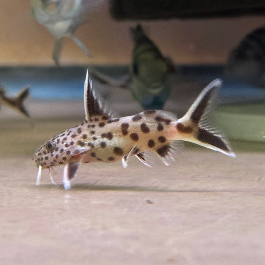 Cuckoo Catfish (Synodontis Petricola)